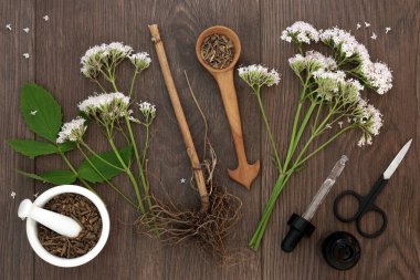Valerian Herb Root and Flowers clipart