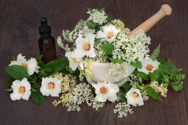 Heilblumen und Kräuter — Stockfoto