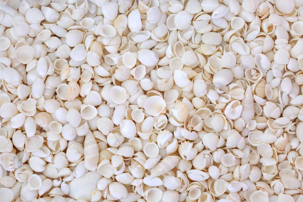 White Seashell Background — Stock Photo, Image