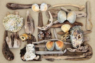 Dalgaların karaya attığı odun ve Seashell Özet