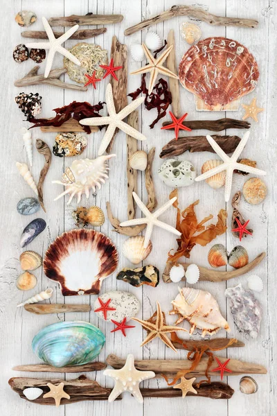 抽象艺术的贝类和浮木 — 图库照片