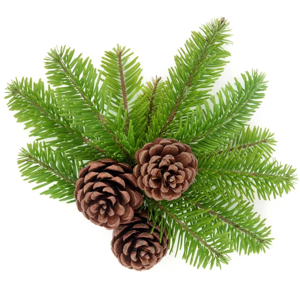 Fir and Pine Cones — Stock Photo, Image