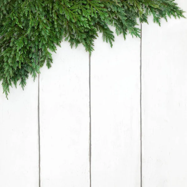 Ardıç çam arka plan sınırı 