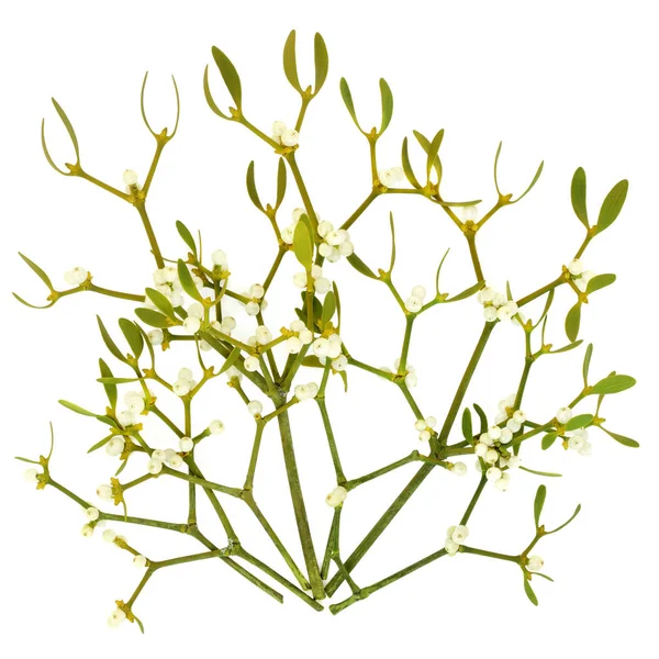 Веточки листьев омелы — стоковое фото