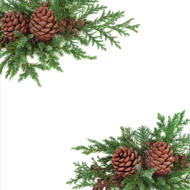 Sedir ardıç ve çam koni kenarlıklı