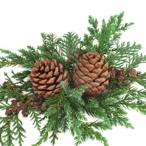 Decorative Winter Greenery — Stock Photo, Image