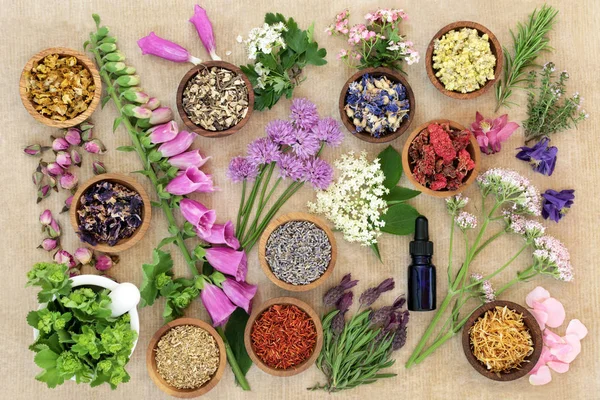 Gyógyászati virágok és gyógynövények — Stock Fotó