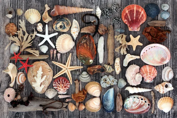 추상적 인 해양 조와 해초 — 스톡 사진