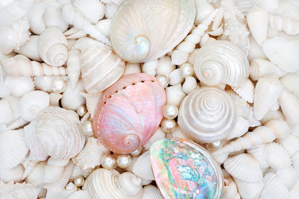 Natural Seashell and Pearl Beauty