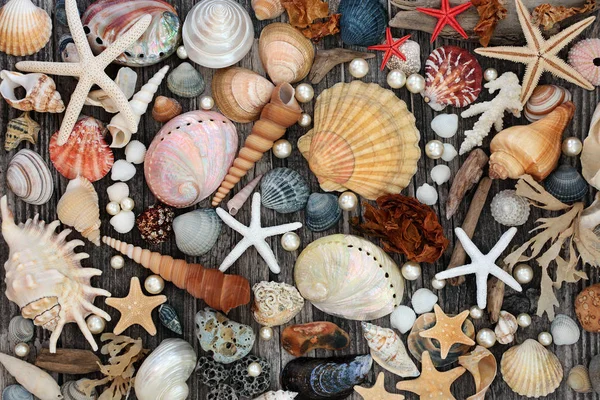 Seashell Driftwood Pebble & Seaweed Resumen —  Fotos de Stock