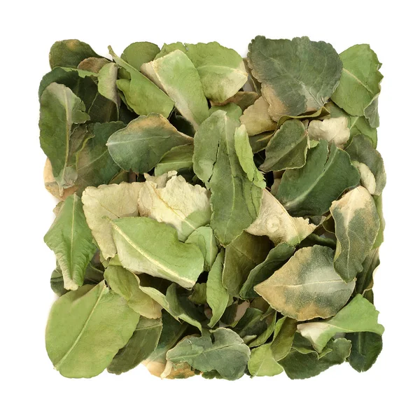 Kaffir Lime Hoja Hierba Medicina Herbal — Foto de Stock