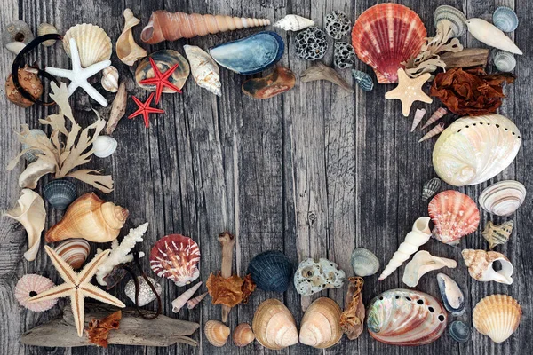 Seashell Driftwood & Pebble Fundo abstrato — Fotografia de Stock