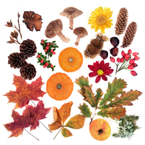 Naturstudie zu Herbsternährung & -flora — Stockfoto
