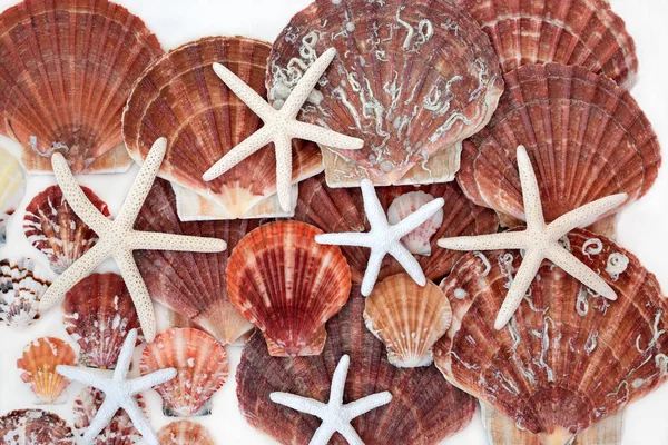Starfish and Scallop Seashell Abstract Background — Stock Photo, Image