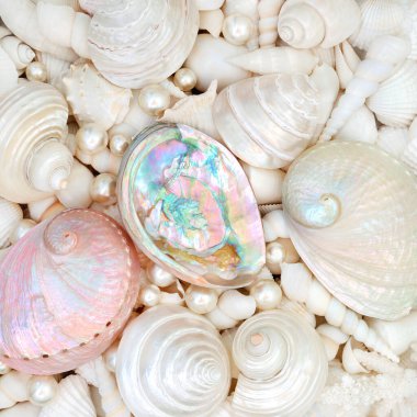 Deniz kabuğu soyut arka plan, inci kabukların anası ve çeşitli küçük beyaz kabuklar. Düz yatıyordu.