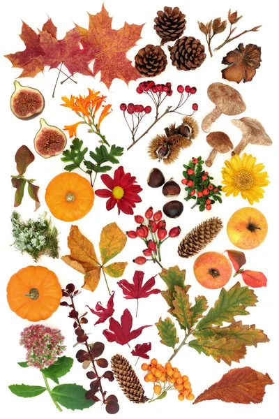Herbst Naturstudie Mit Einer Großen Auswahl Lebensmitteln Flora Und Fauna — Stockfoto
