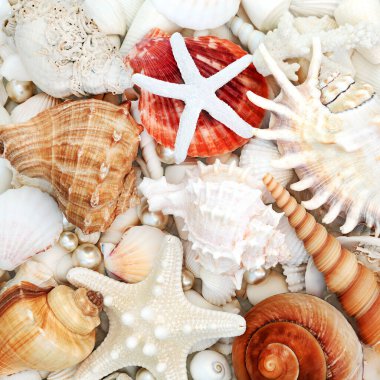 Deniz yıldızı, deniz kabuğu, deniz tarağı kabuğu, midye kabuğu, midye, mercan ve istiridye incileri içeren soyut deniz kabuğu bileşimi. Üst görünüm.