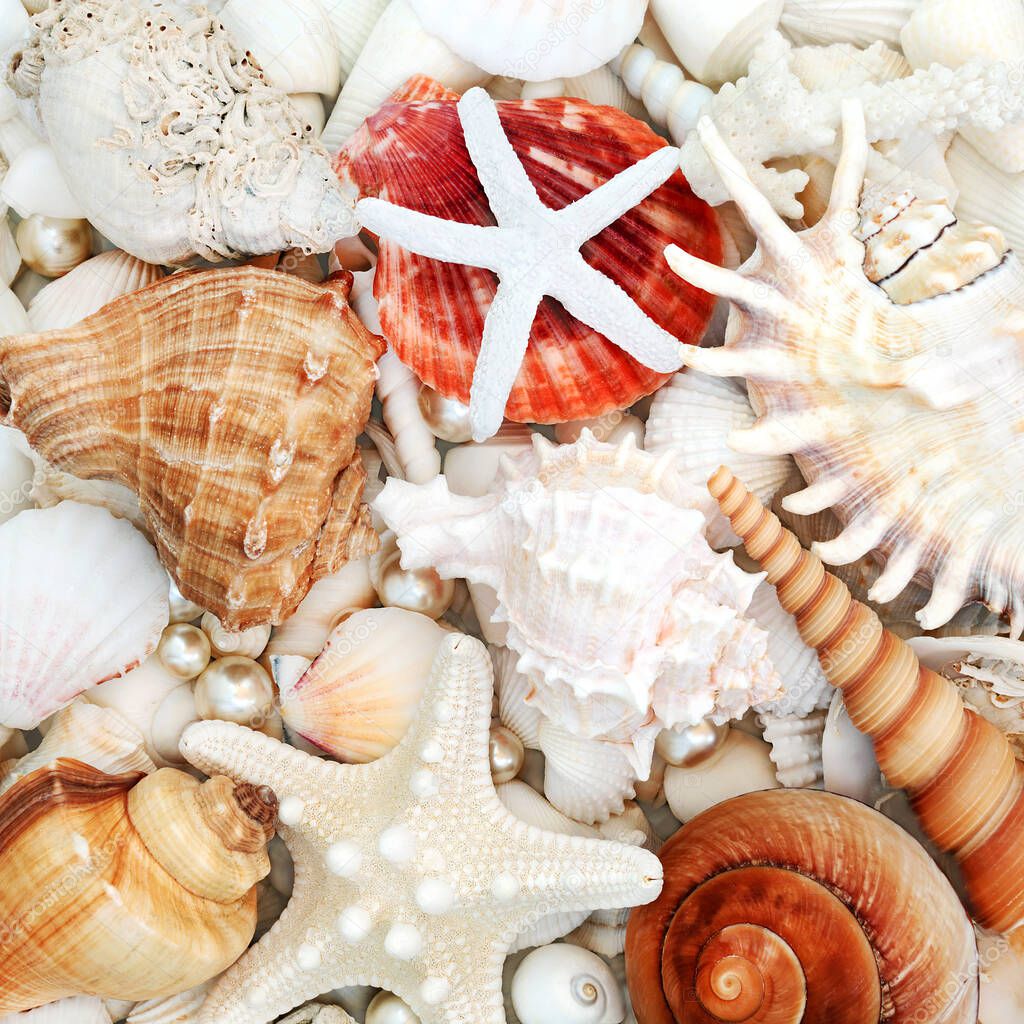 Abstract seashell background  composition with starfish, conch, scallop shells, cockle, coral & oyster pearls. Top view.