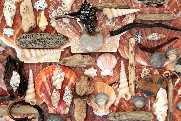 Seashell Driftwood Hínár Kavicsos Válogatás Kagyló Héj Alkotó Absztrakt Háttér — Stock Fotó