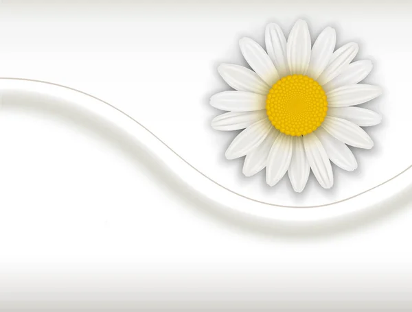 Φόντο με λευκό λουλούδι — Διανυσματικό Αρχείο