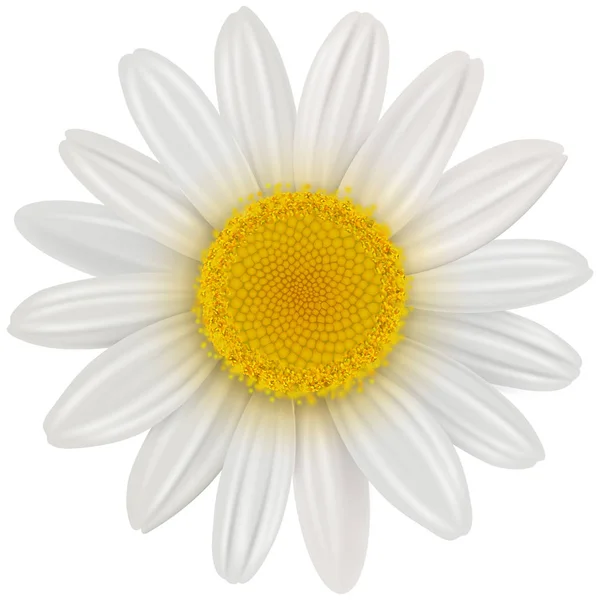 Daisy flower isolated — Stock Vector