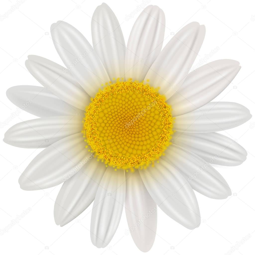 Daisy flower isolated