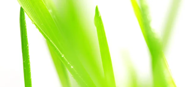 Green grass  background — Stock Photo, Image