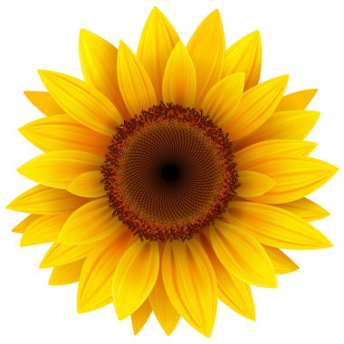 Sunflower flower isolated clipart