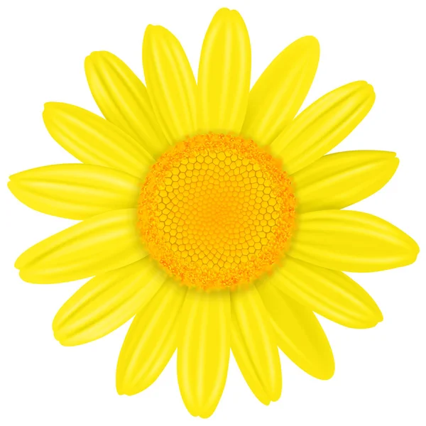 Gele daisy flower — Stockvector