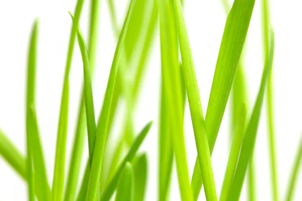 Zielona trawa w tle — Zdjęcie stockowe
