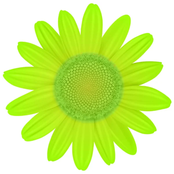 Flor de Margarita Verde — Vector de stock