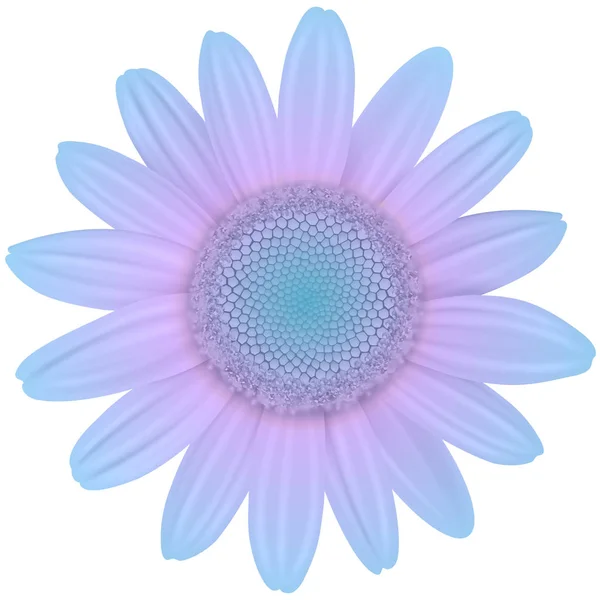 Daisy flor aislada — Archivo Imágenes Vectoriales