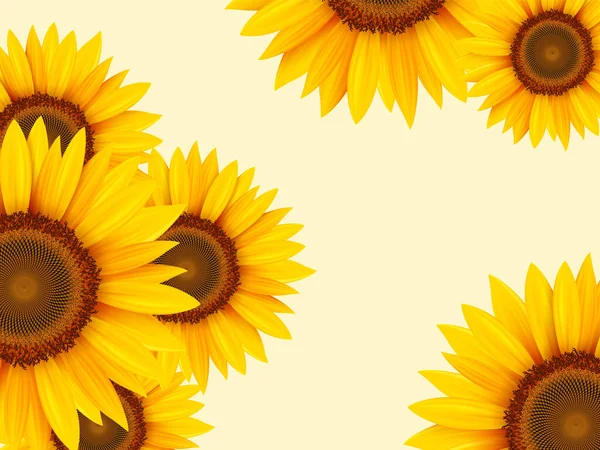 Sunflowers romantic background — Stock Photo, Image