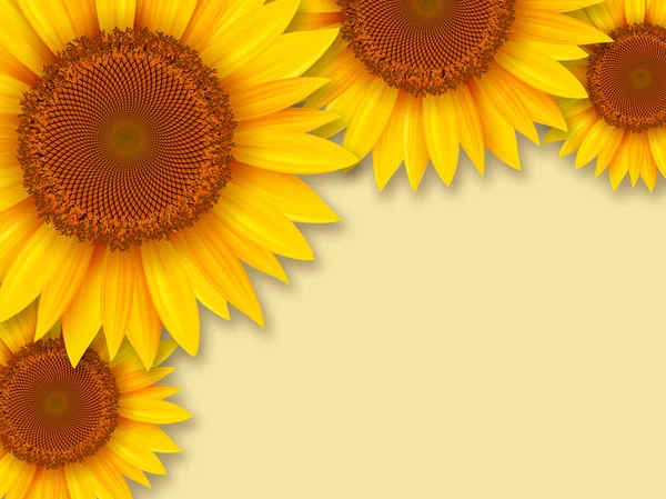 Sunflowers romantic background — Stock Photo, Image