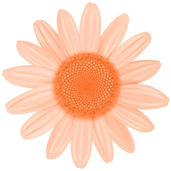 Daisy Bloem Geïsoleerde Oranje Kleur Vector Illustratie — Stockvector