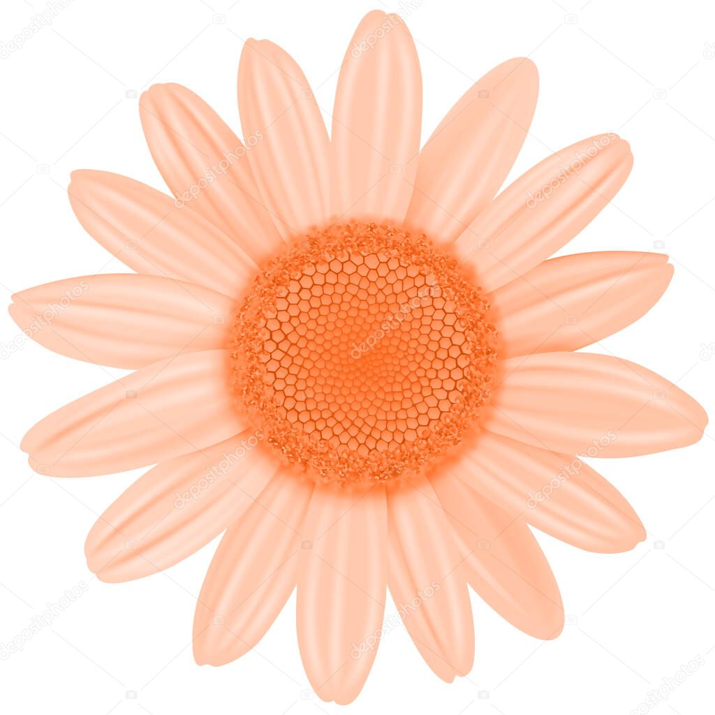 Daisy flower isolated orange color, vector illustration.