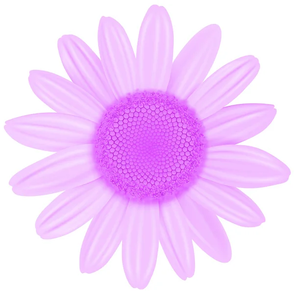 Рожева Квітка Ізольований Фіолетовий Колір Векторні Ілюстрації — стоковий вектор