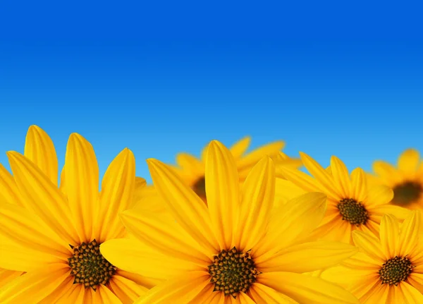 Estate Sfondo Fiore Girasoli Gialli Sopra Cielo Blu — Foto Stock