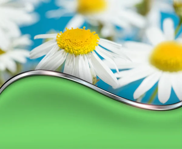 Chamomile Flowers Field Background Copy Space — Stock Photo, Image