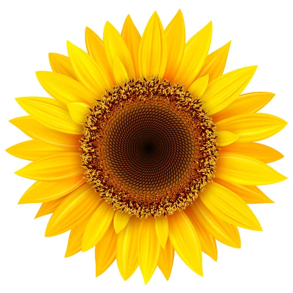 Sunflower Isolated Vector Illustration — Stock Vector