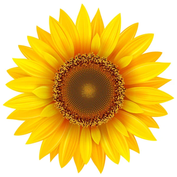 Girasole Isolato Illustrazione Vettoriale — Vettoriale Stock