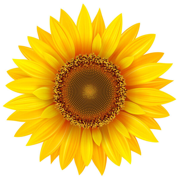 Sunflower isolated, vector illustration.