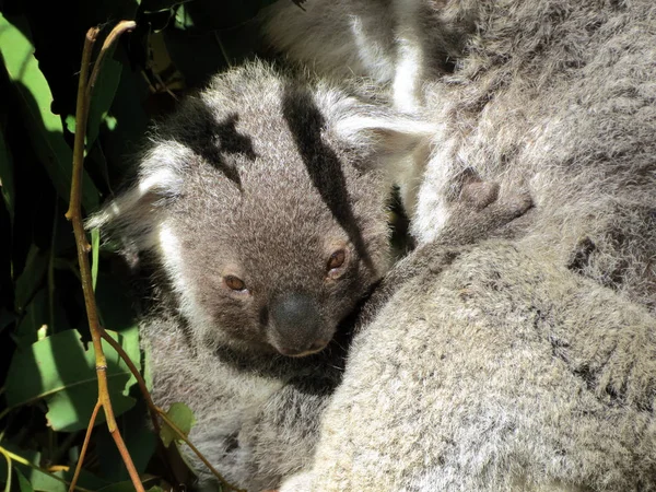 Orsetto Koala bambino — Foto Stock