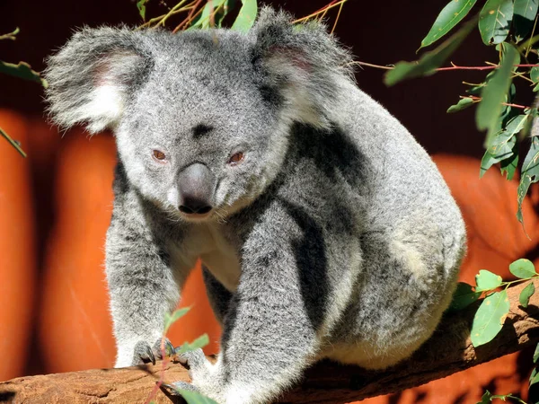 Koala orso su un albero — Foto Stock