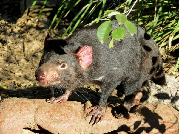 Wütender Tasmanischer Teufel — Stockfoto