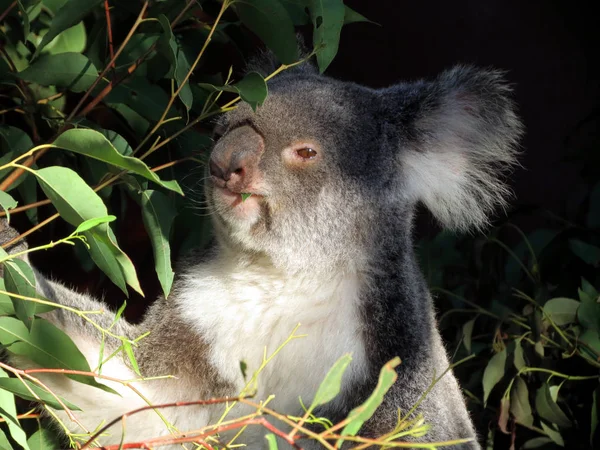 Jíst koala na stromě — Stock fotografie