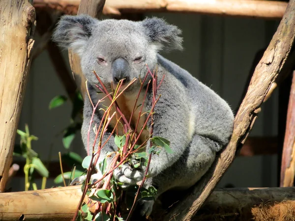 Comer oso koala Fotos de stock libres de derechos