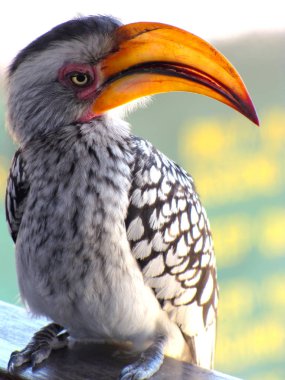 Sarı fatura Kartallar