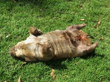Sleeping wombat on the grass clipart
