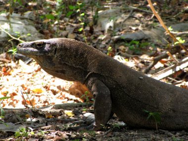 Yetişkin Komodo dragon